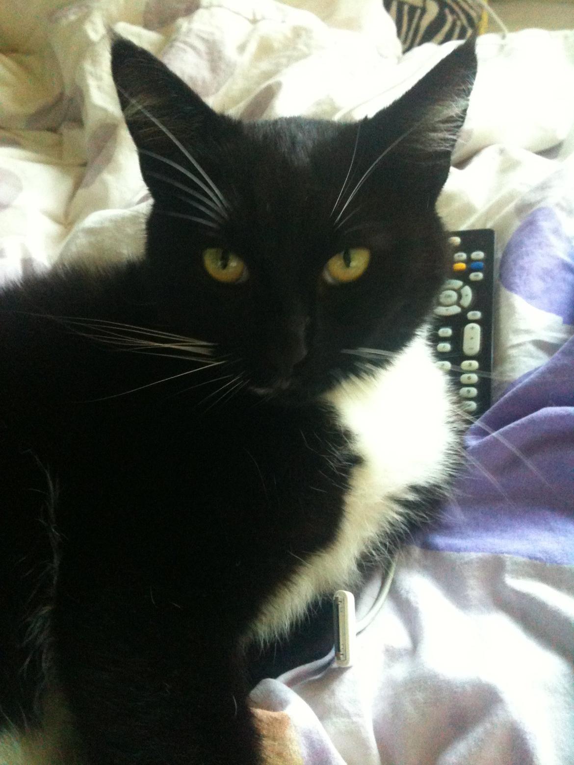 Huskat Rollo - Kig musse<3<3< billede 4