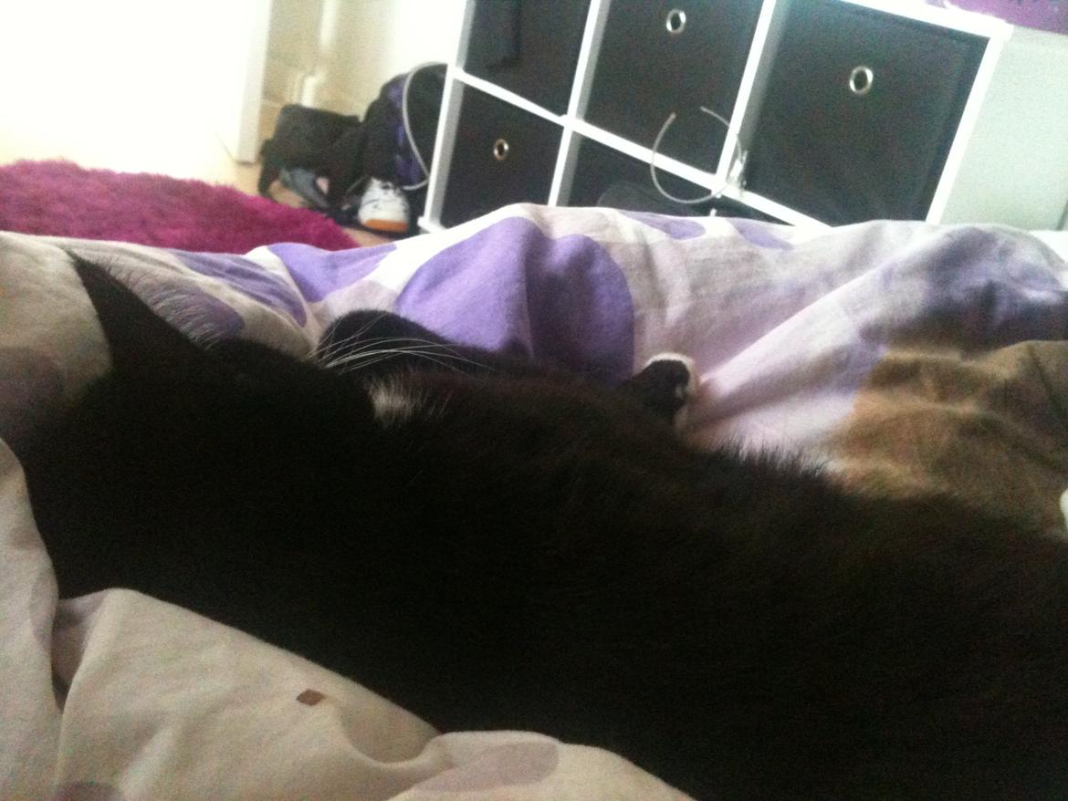 Huskat Rollo - Pyha.. det var en laaang nat billede 6