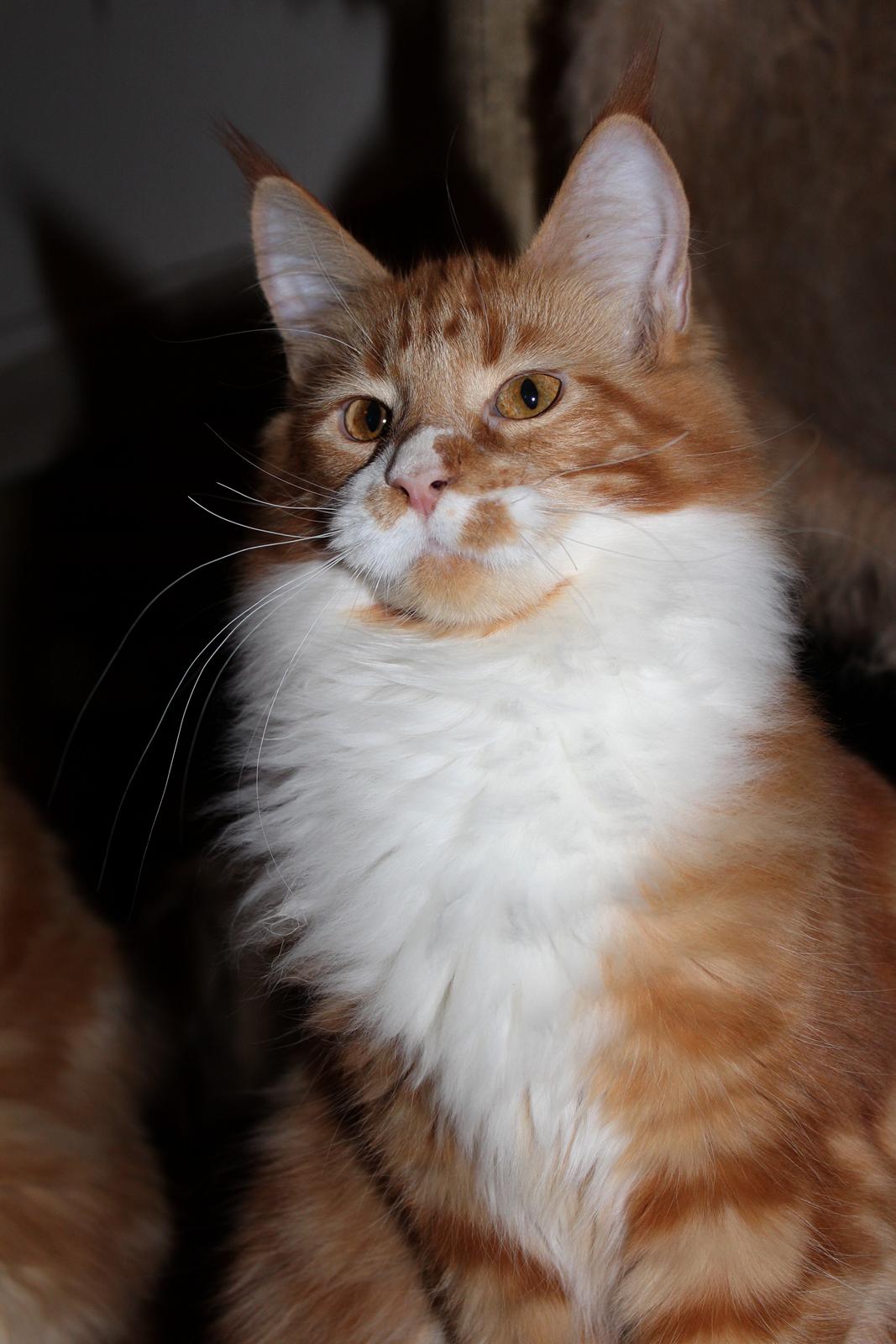 Maine Coon DK Proud Danish Big Foot P billede 12