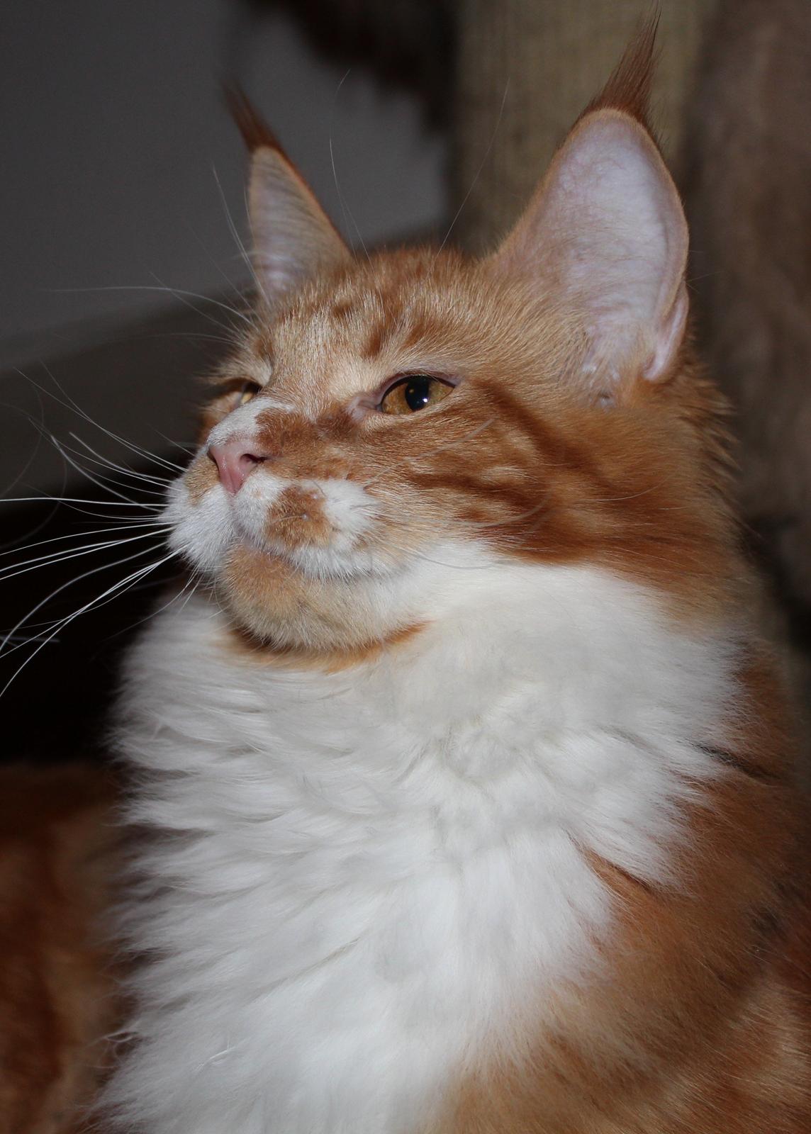 Maine Coon DK Proud Danish Big Foot P billede 13