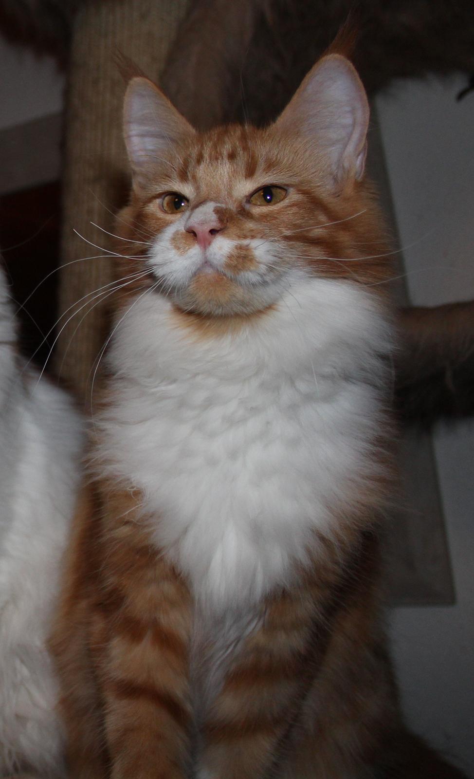 Maine Coon DK Proud Danish Big Foot P billede 15