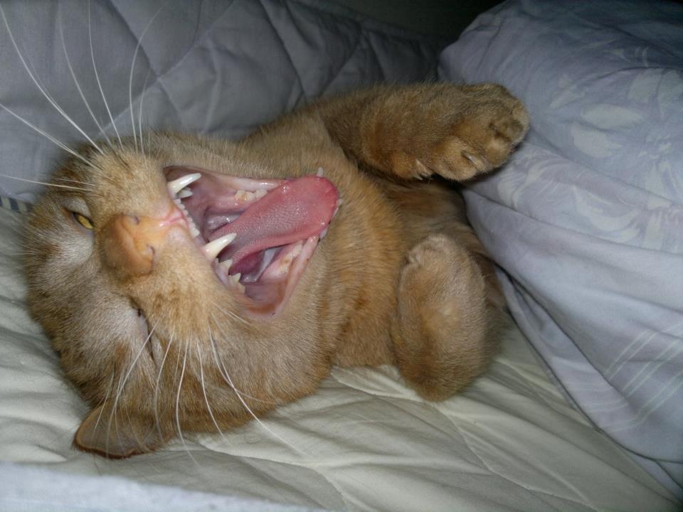 Huskat Tarzan *Efterlyst* - Tarzan er lige vågnet fra en lang nats søvn :) 23.2.13 billede 16