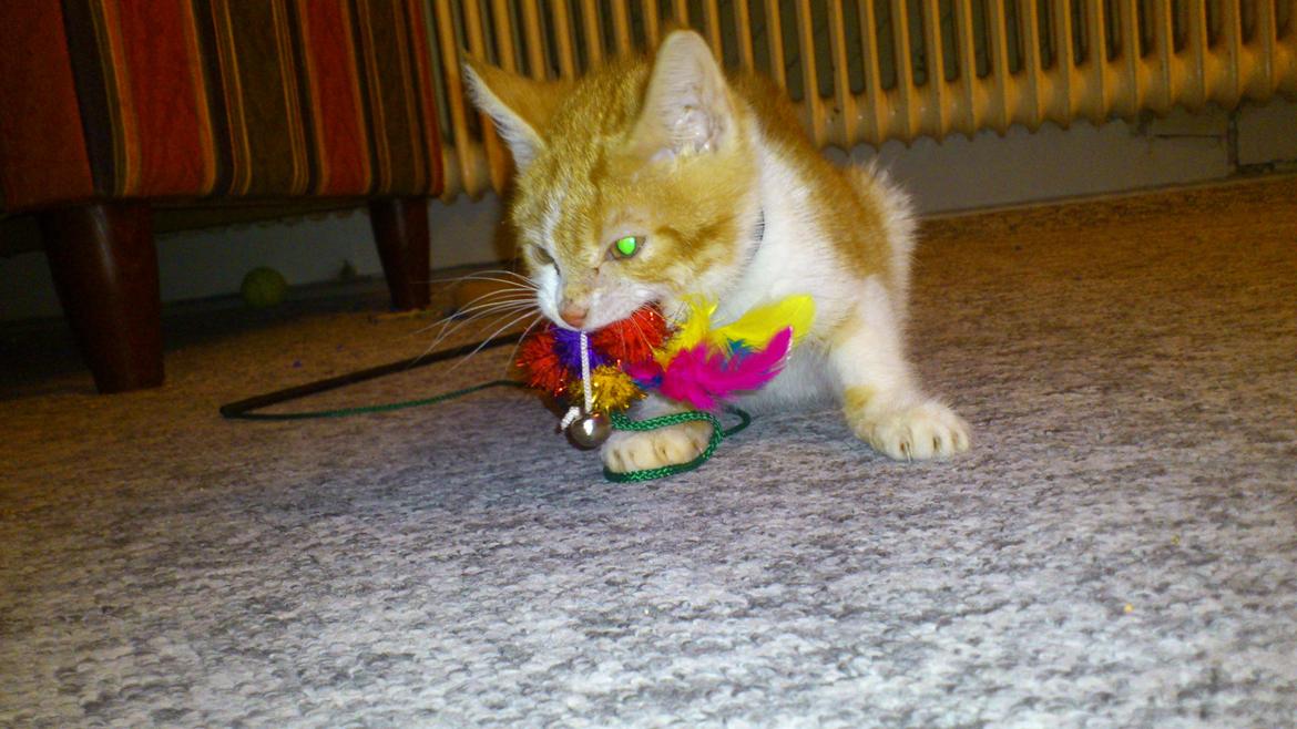 Blanding af racer Bøllemis R.I.P billede 4