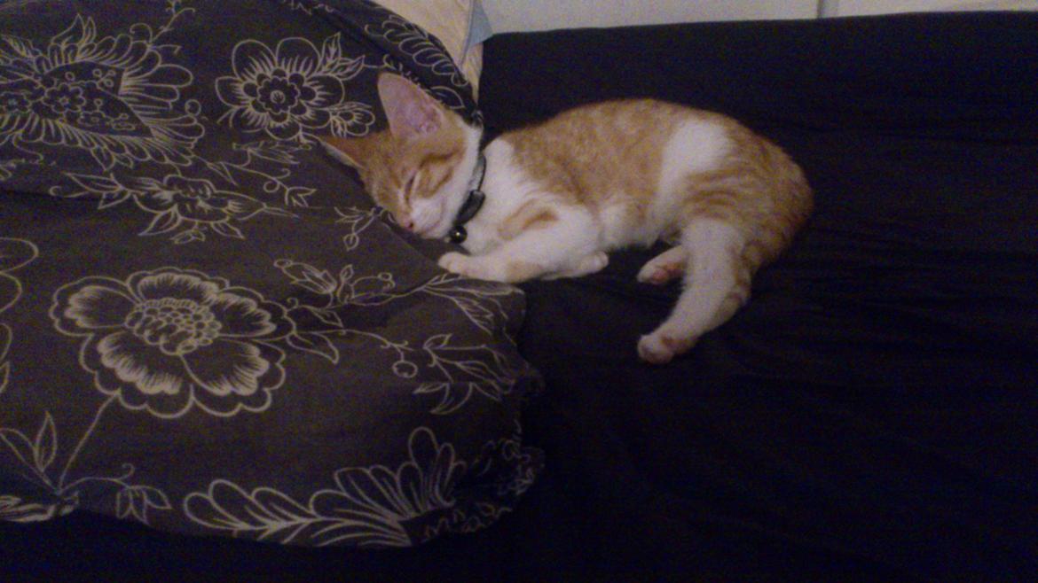 Blanding af racer Bøllemis R.I.P billede 3