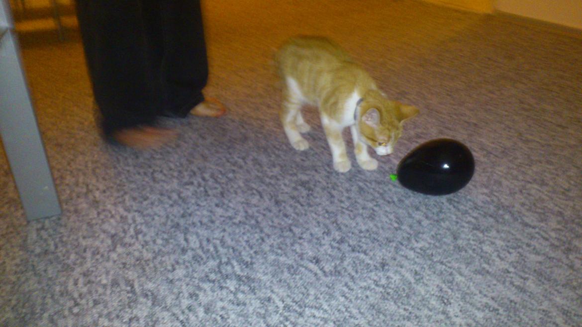 Blanding af racer Bøllemis R.I.P billede 7