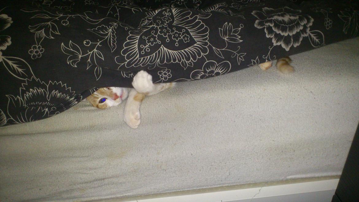 Blanding af racer Bøllemis R.I.P billede 8