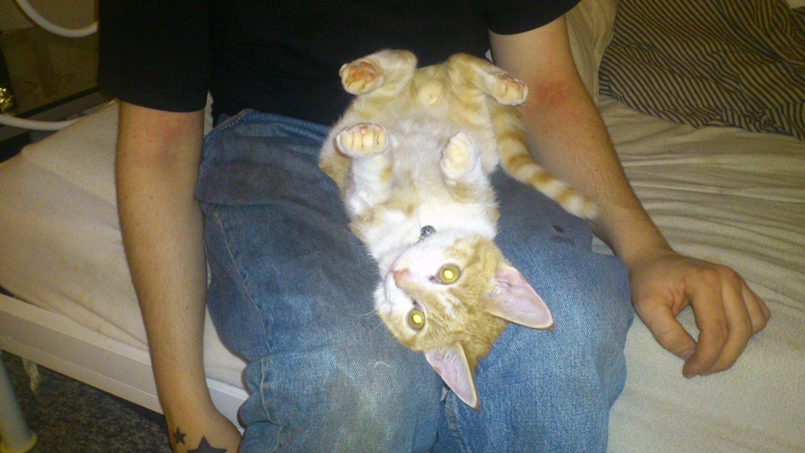 Blanding af racer Bøllemis R.I.P billede 1