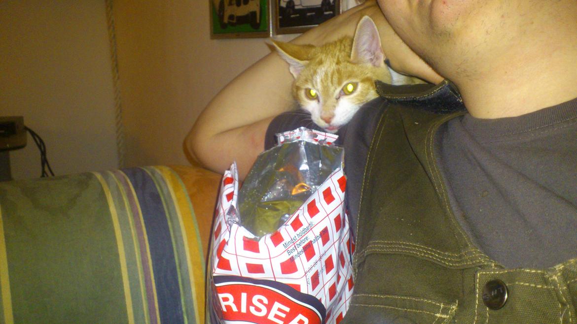 Blanding af racer Bøllemis R.I.P billede 9