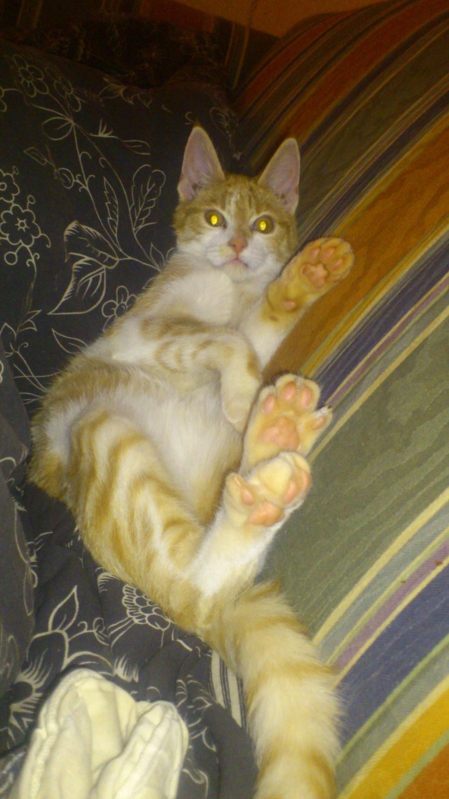 Blanding af racer Bøllemis R.I.P billede 6