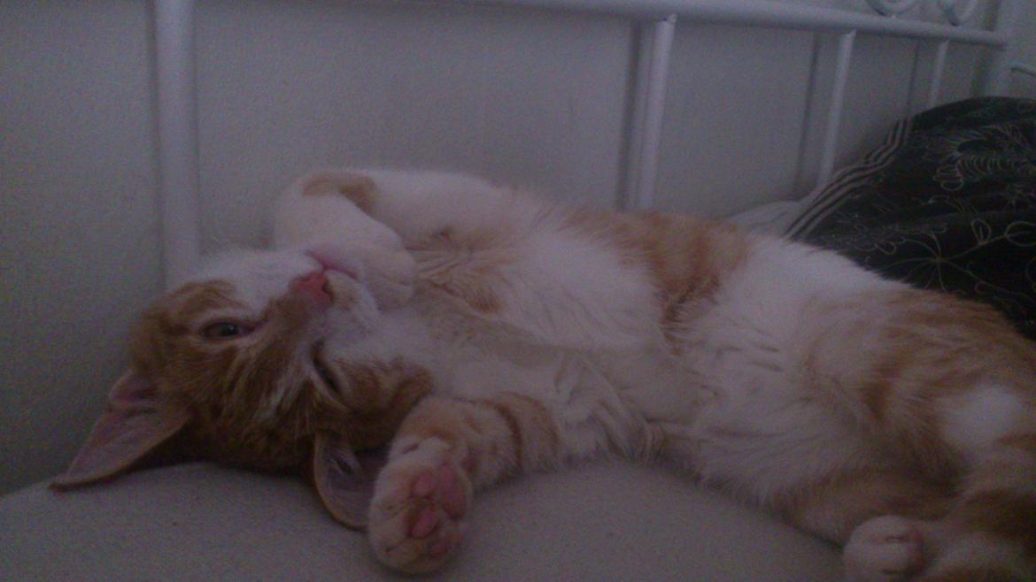 Blanding af racer Bøllemis R.I.P billede 10