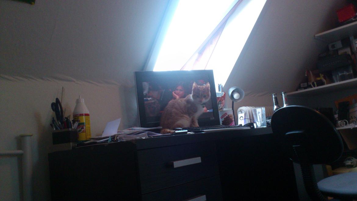 Blanding af racer Bøllemis R.I.P billede 11