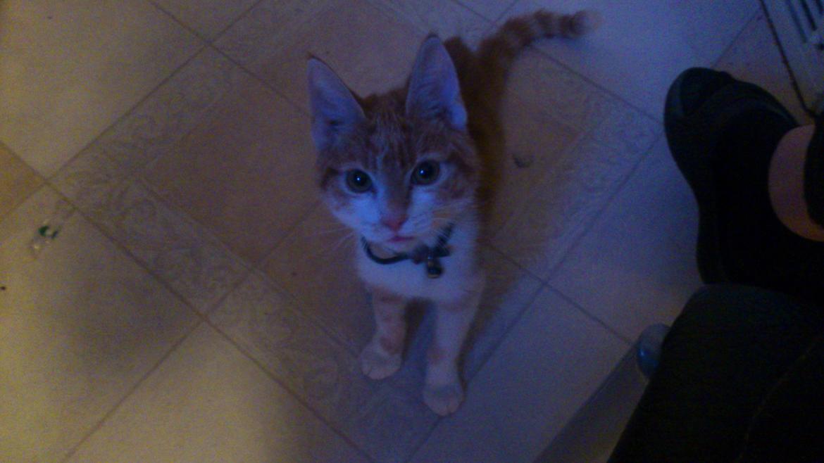 Blanding af racer Bøllemis R.I.P billede 12