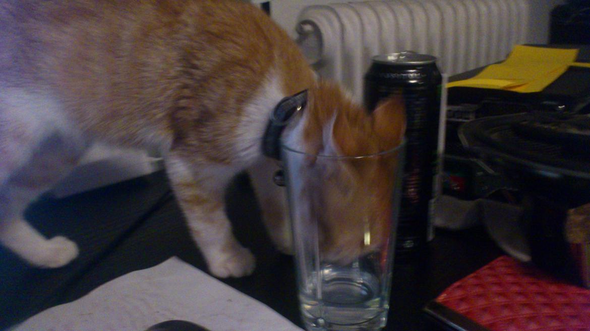 Blanding af racer Bøllemis R.I.P billede 13