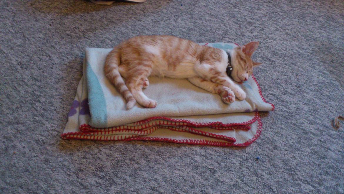 Blanding af racer Bøllemis R.I.P billede 14