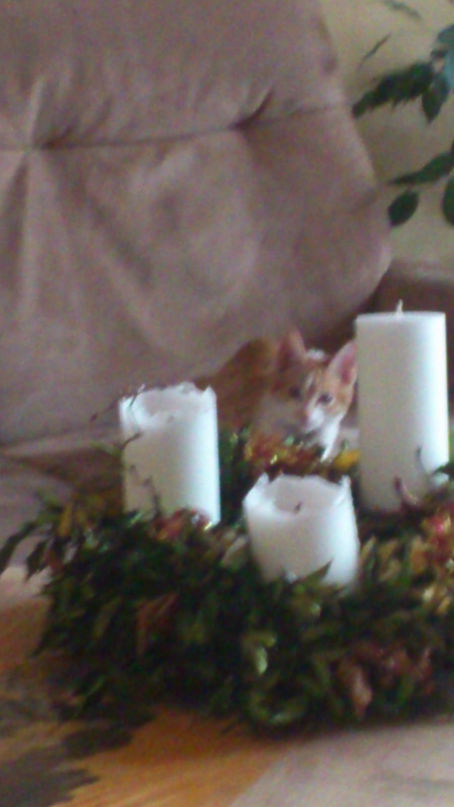 Blanding af racer Bøllemis R.I.P billede 15