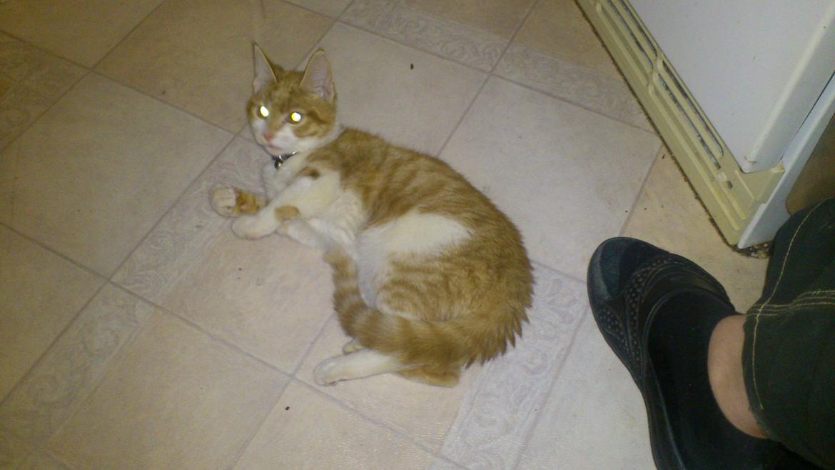 Blanding af racer Bøllemis R.I.P billede 16