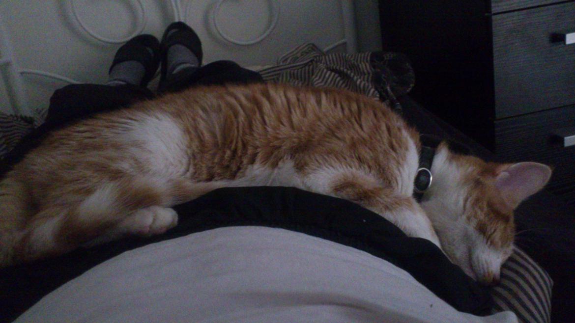 Blanding af racer Bøllemis R.I.P billede 17