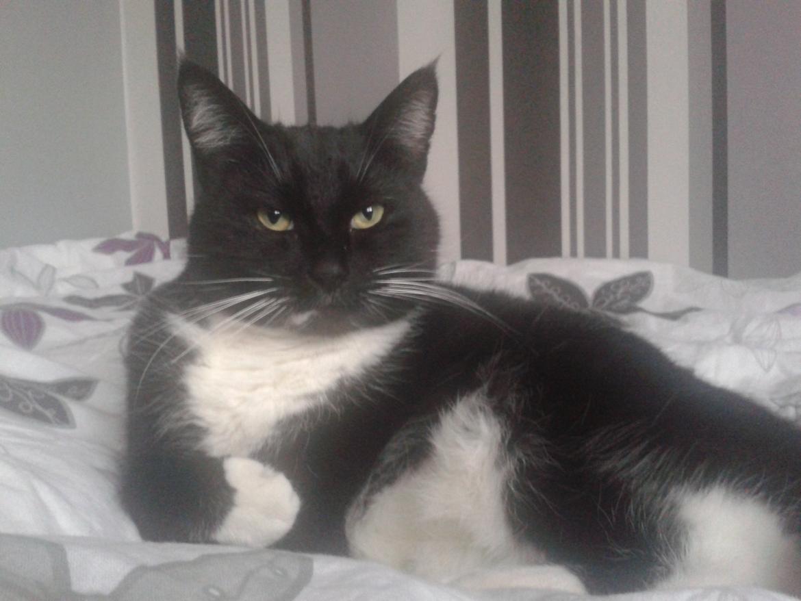 Huskat Rollo - Min lille fotomodel<3 billede 2