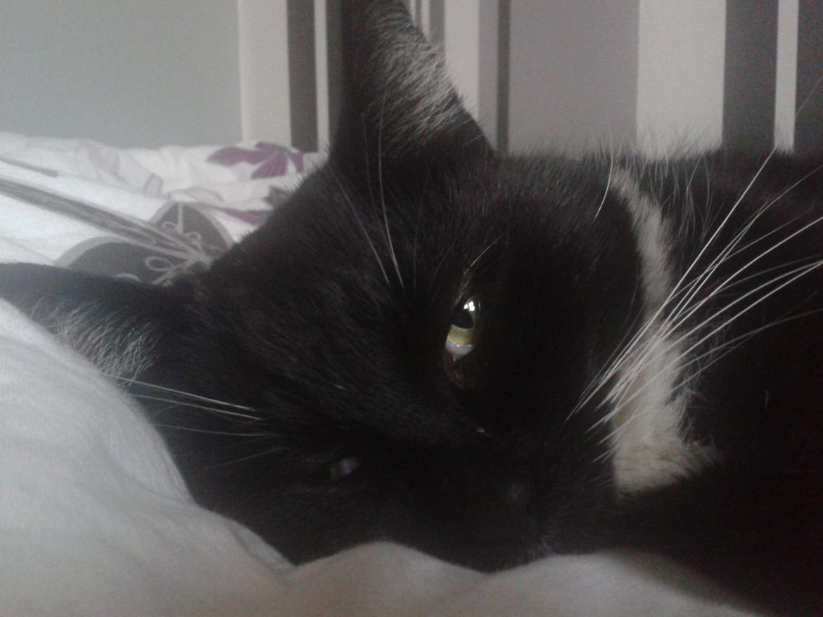 Huskat Rollo - Bassen sover lige en lille time:) billede 10