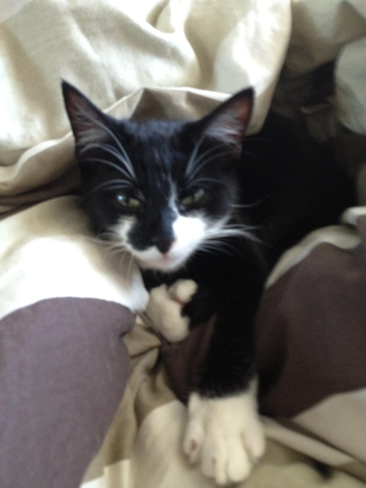 Huskat Shiva billede 1