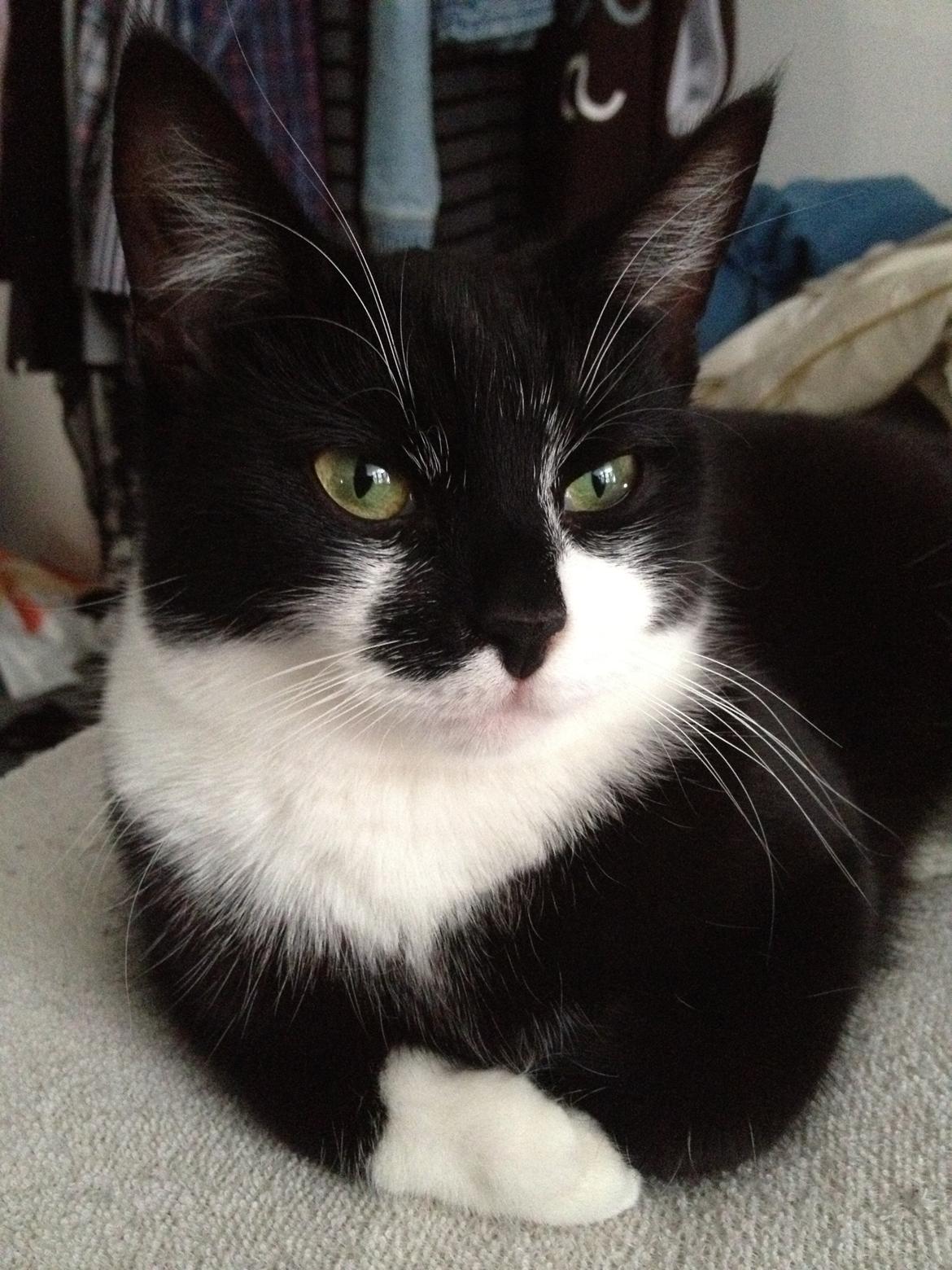 Huskat Shiva billede 2