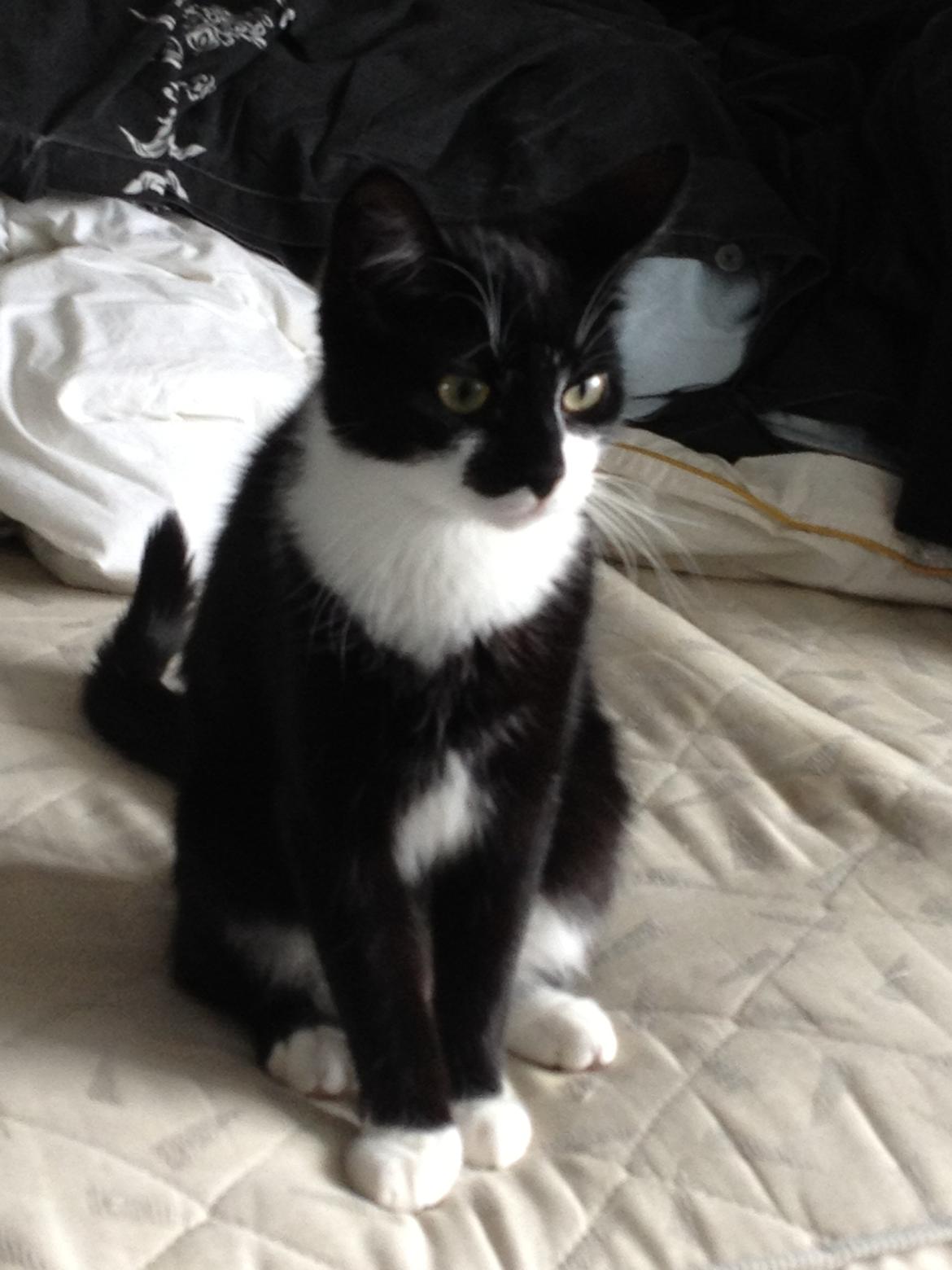 Huskat Shiva billede 3