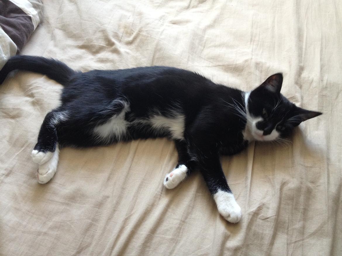 Huskat Shiva billede 4