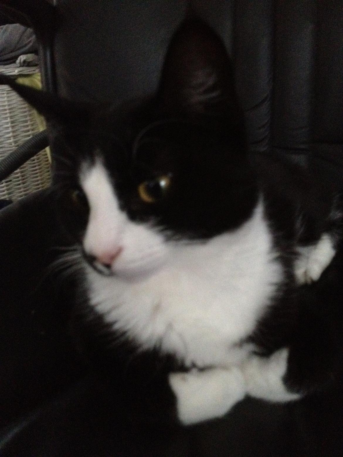 Huskat Chell billede 2