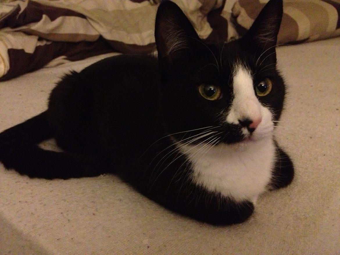 Huskat Chell billede 3