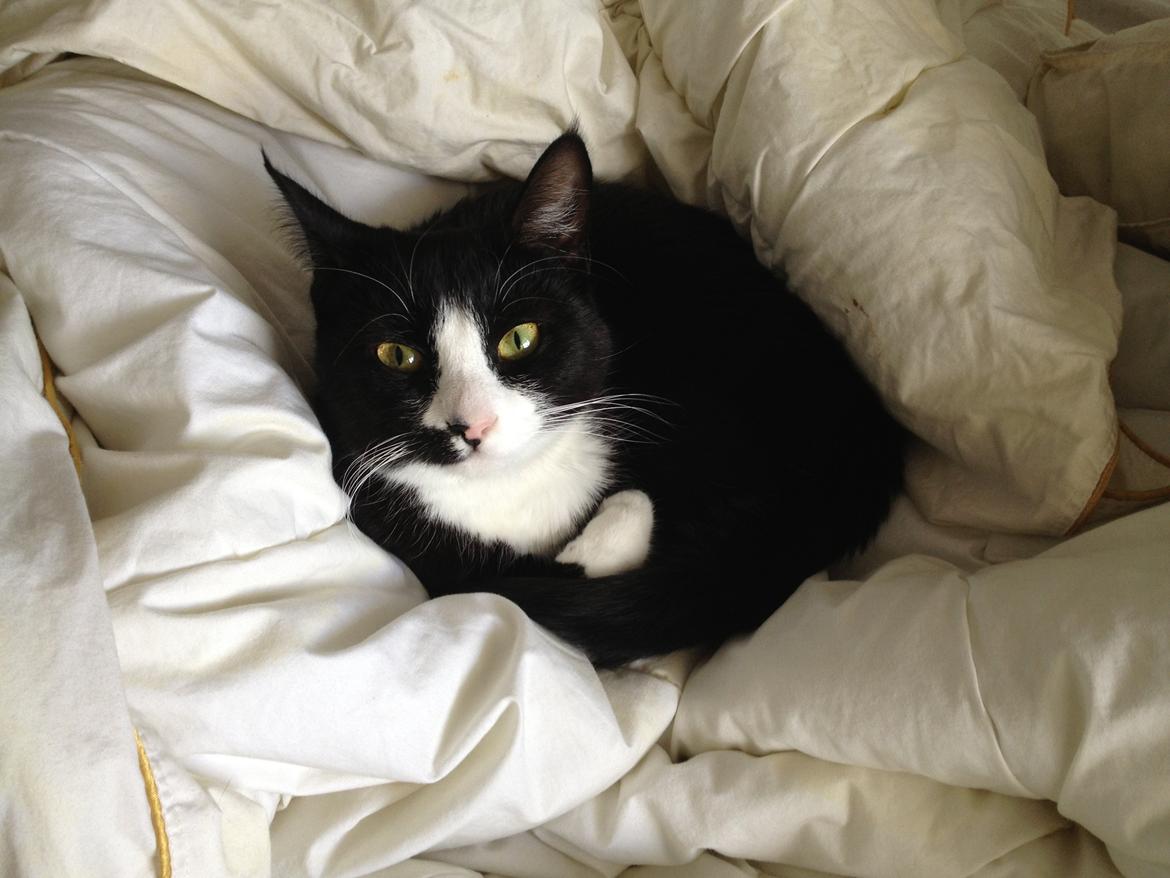 Huskat Chell billede 4