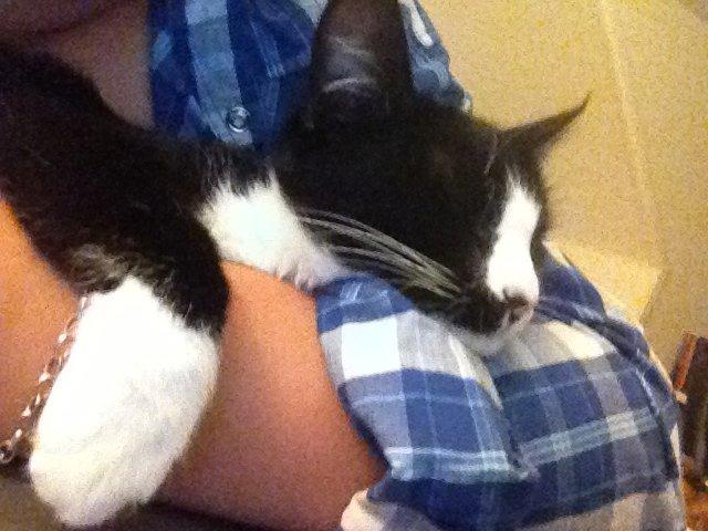 Huskat Chell billede 5