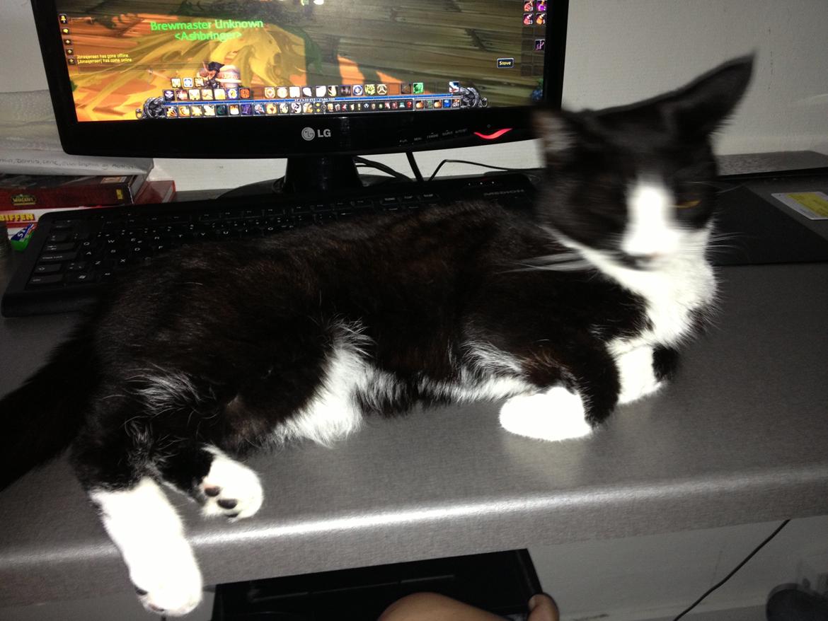 Huskat Chell billede 6