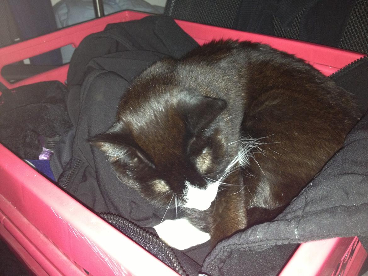 Huskat Chell billede 8