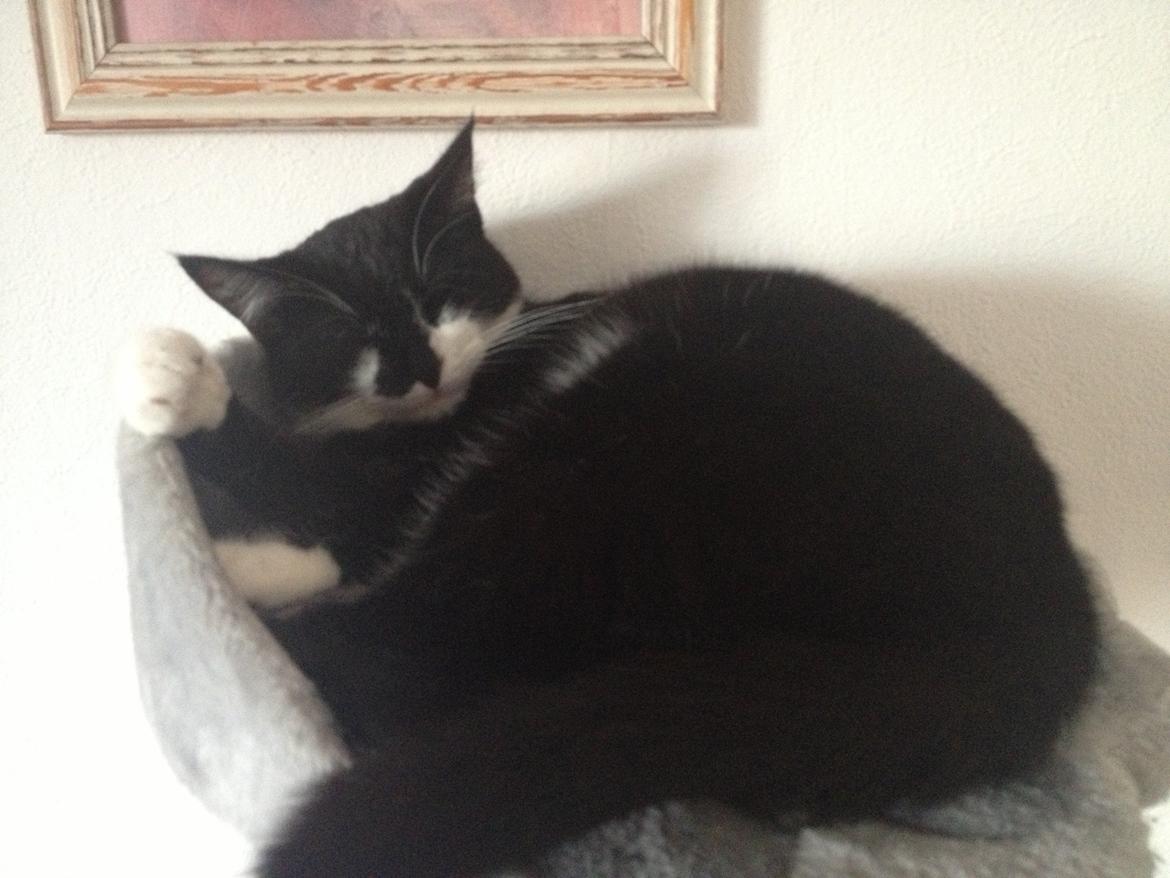 Huskat Shiva billede 6