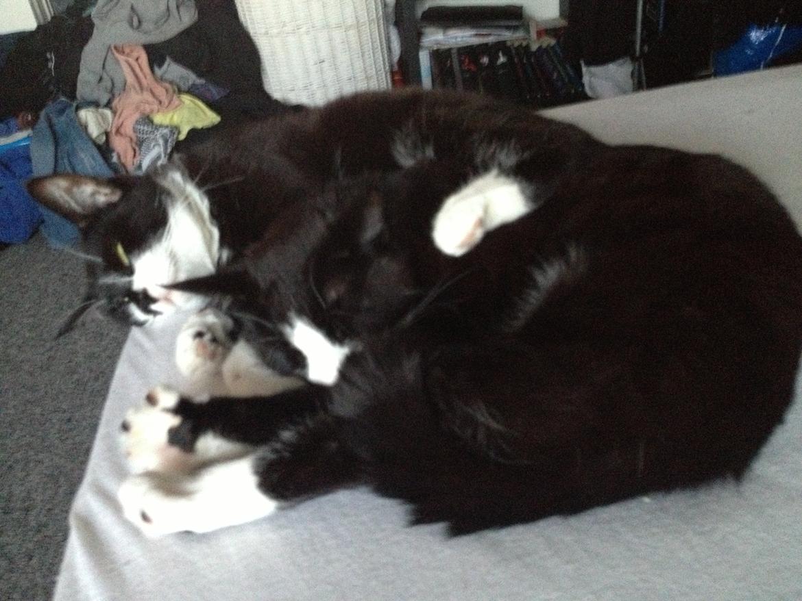 Huskat Shiva billede 7