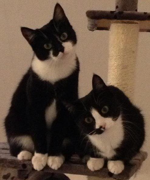 Huskat Shiva billede 8