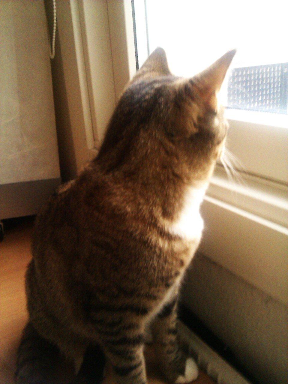 Huskat Gizmo billede 1