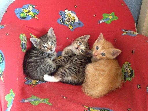 Huskat Gizmo billede 2