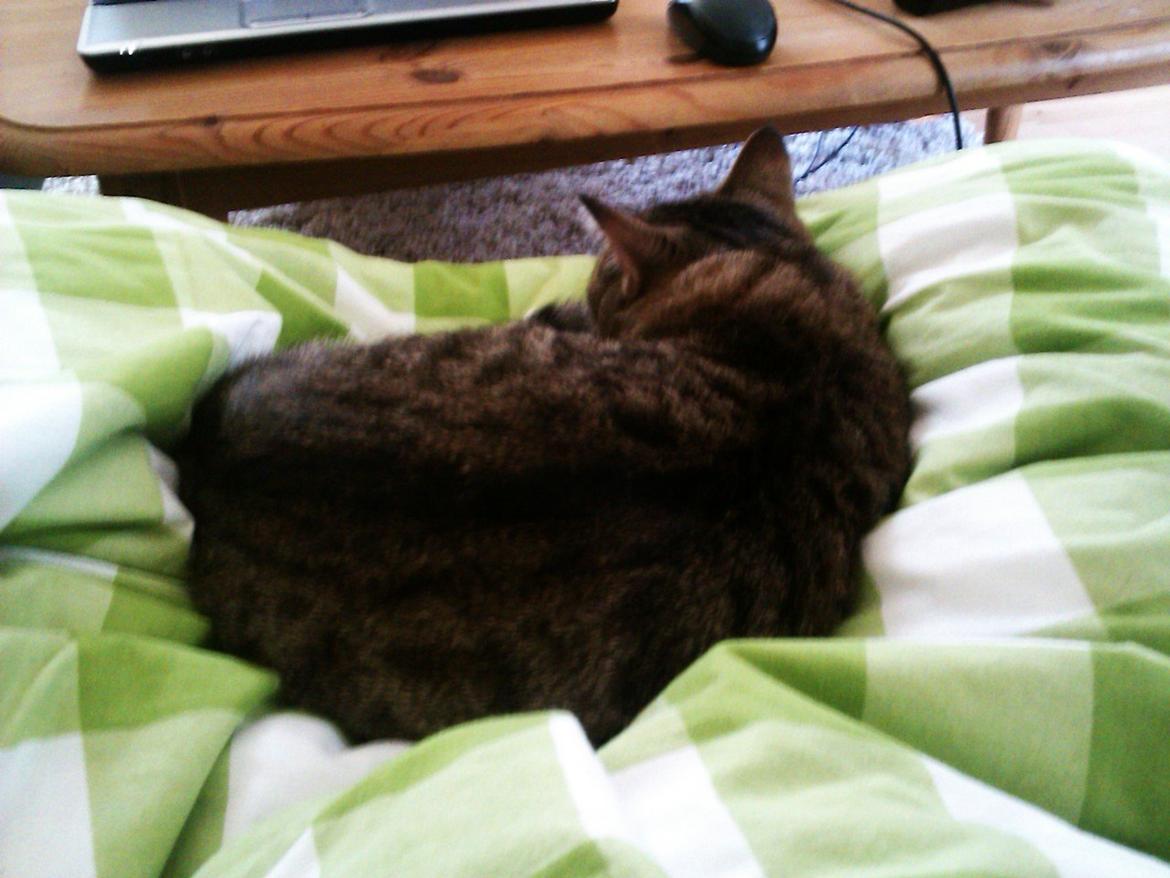 Huskat Gizmo billede 4