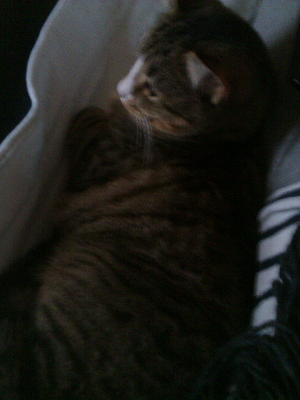 Huskat Gizmo billede 5