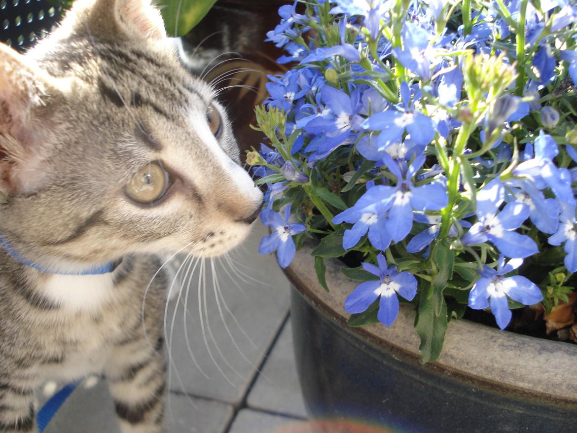 Huskat Gizmo billede 6