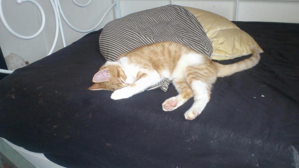 Blanding af racer Bøllemis R.I.P billede 18