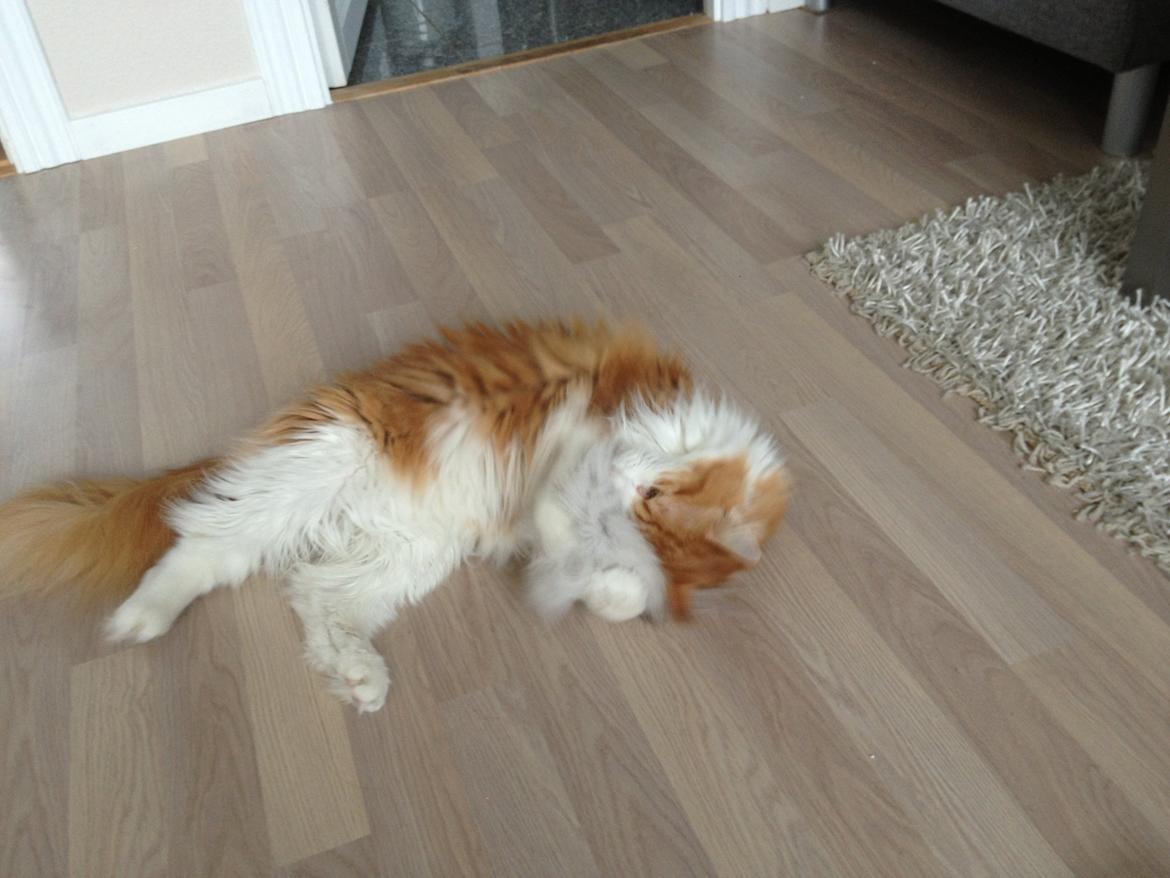 Huskat Chili billede 17