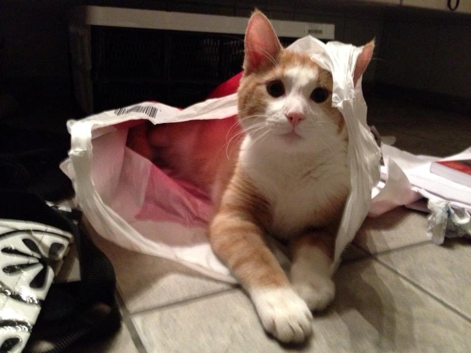 Huskat Jubas - min lille charmetrold er helt vild med poser billede 1