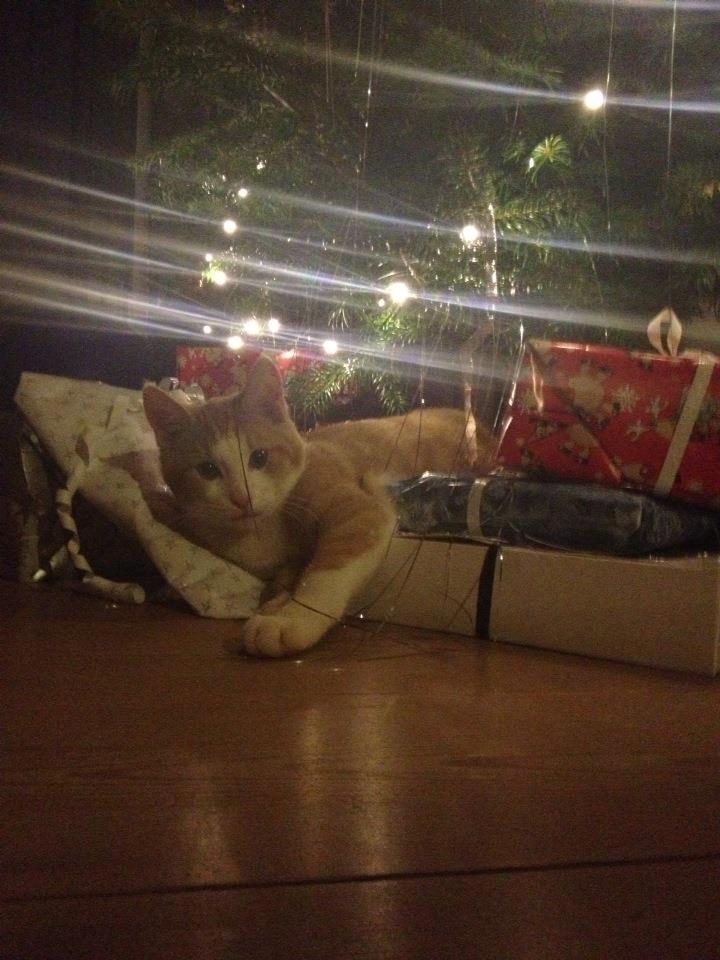 Huskat Jubas - jubas vil da os være med juleaften  billede 2