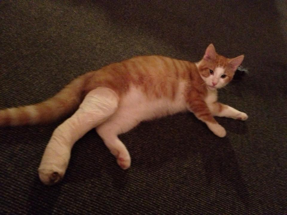 Huskat Jubas - første omgang gips billede 3