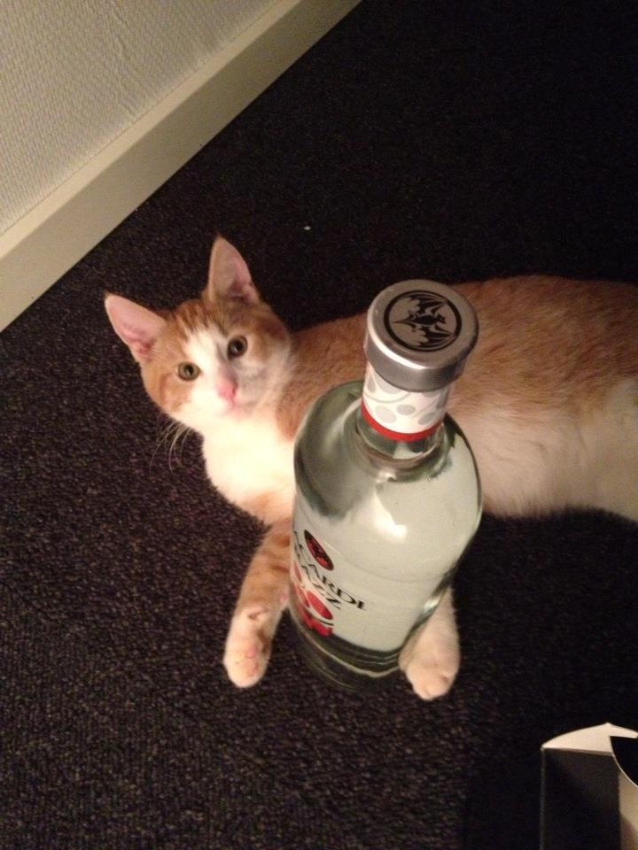 Huskat Jubas - ens kat skal vil pas til sin ejere  billede 4