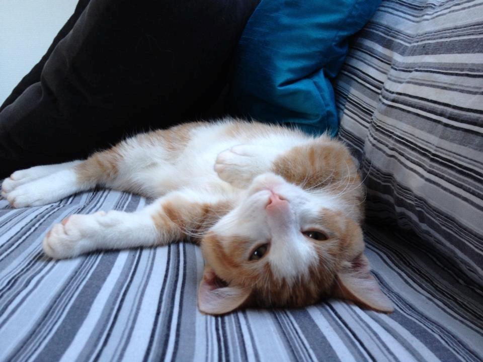 Huskat Jubas - charmetrold billede 8