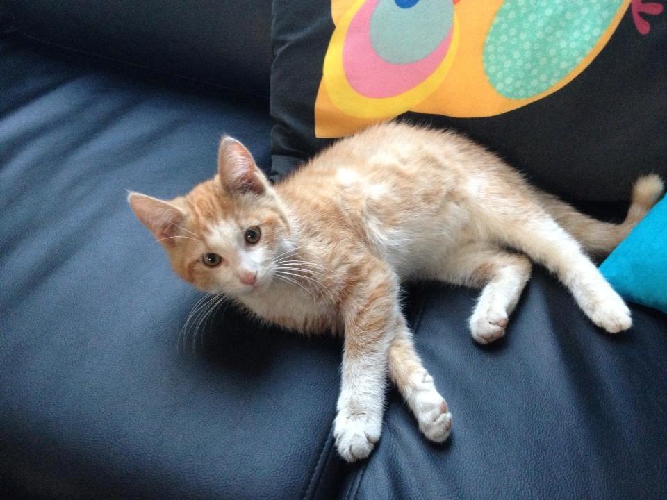 Huskat Jubas - første billede af min jubas billede 9