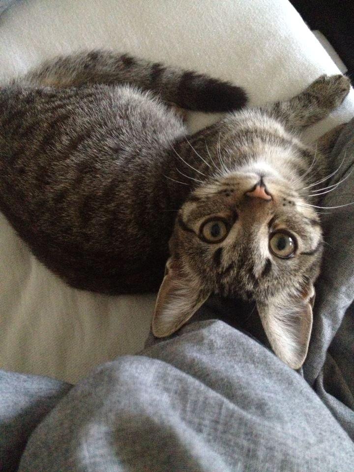 Blanding af racer Bailey billede 2